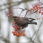 Waxwing, East Horsley (C Kemp).