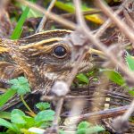 Jack Snipe, Beddington Farmlands (D Bulling).
