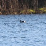 Black-necked Grebe, Tice's Meadow (A Bird).