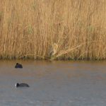 Bittern, London Wetland Centre (M Murphy).