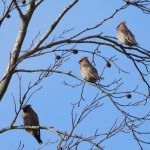 Waxwings, Ashtead (J Snell).