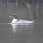 Goosander, Cutt Mill Ponds (A Bird).
