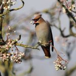 Waxwing, Farnham (S Allen).