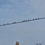 Waxwings, West End (S Harley).