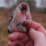 Mealy Redpoll, Chobham Common (S Musievski).