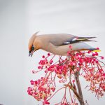 Waxwing, Balham (C Conroy).