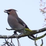 Waxwing, Farnham (D Dimmock).