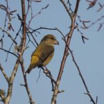 Crossbill, Crooksbury Common (M Fincham).