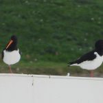 Oystercatchers, Thorpe Park (J Snell).