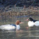 Goosander, Leatherhead (J Snell).