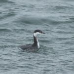 Slavonian Grebe, Island Barn Reservoir (D Harris).