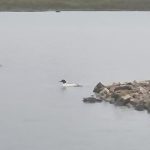 Goosander, London Wetland Centre (C Moore).
