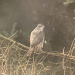Goshawk, Effingham Forest (J Pettit).