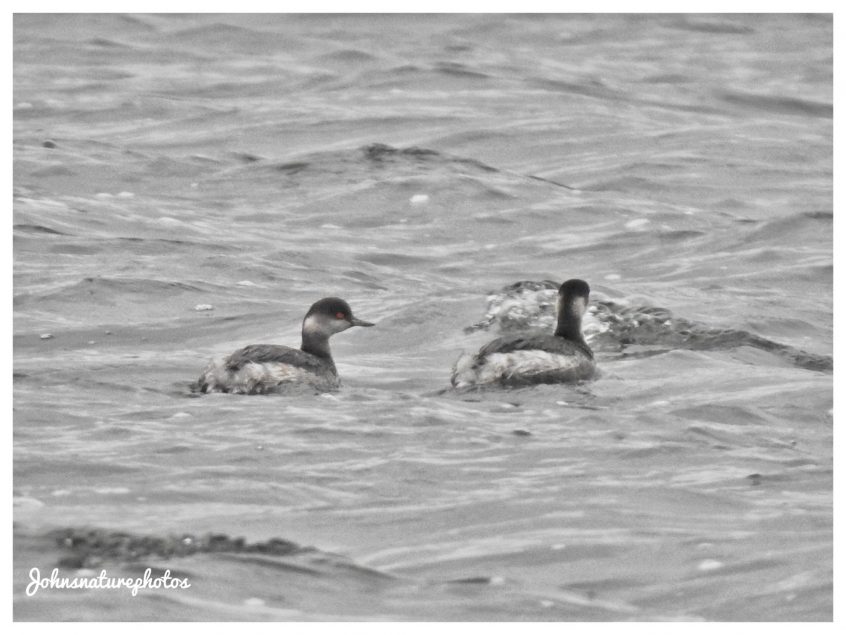 Black-necked Grebes, Tice's Meadow (J Hunt).