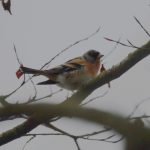 Brambling, Effingham Forest (M Fincham).