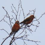 Crossbills, Crooksbury Common (G Sharples).