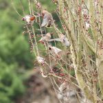 Waxwings, Redhill (G Hay).