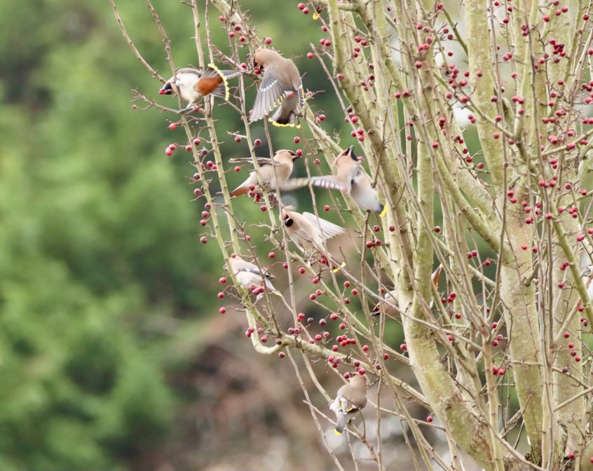 Waxwings, Redhill (G Hay).