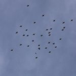 Waxwings, Redhill (G Hay).