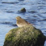 Water Pipit, Beddington Farmlands (I Jones).