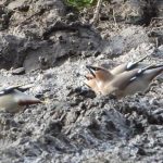 Waxwings, Leatherhead (J Snell).
