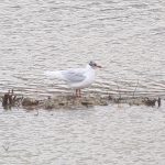 Mediterranean Gull, Beddington Farmlands (I Jones).