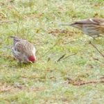 Mealy Redpoll, Farnham Heath RSPB (D Gosnell).
