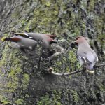 Waxwings, Leatherhead (L Boy).