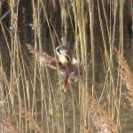 Bearded Tit, London Wetland Centre (J Reeves).