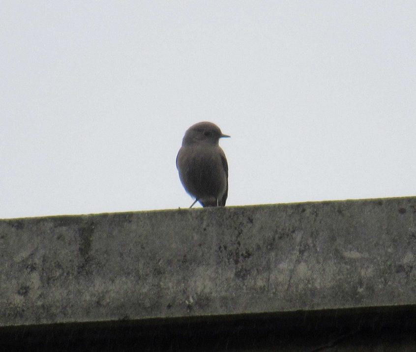 Black Redstart, Tate Modern (J Reeves).