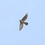 Goshawk, Effingham Forest (K Wilson).