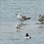 Caspian Gull, Beddington Farmlands (P Alfrey).