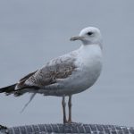 Caspian Gull, Island Barn Reservoir (D Harris).