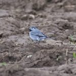 White Wagtail, Eashing Fields (E Stubbs).