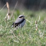Wheatear, Hurtmore (E Stubbs).