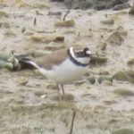 Little Ringed Plover, Beddington Farmlands (I Jones).