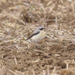 Wheatear, Burgh Heath (I Ward).