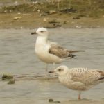 Caspian Gull, Beddington Farmlands (I Jones).