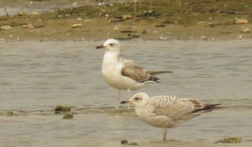 Caspian Gull, Beddington Farmlands (I Jones).