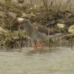 Redshank, Beddington Farmlands (I Jones).