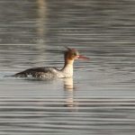 Red-breasted Merganser, Island Barn Reservoir (D Harris).