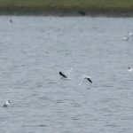 Little Gulls, Island Barn Reservoir (D Harris).