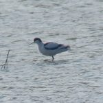 Avocet, Beddington Farmlands (Z Pannifer).