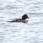 Goldeneye, London Wetland Centre (B Bird).