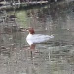 Goosander, Thursley Common (S Allen).