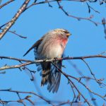 Mealy Redpoll, Witley Common (E Stubbs).