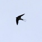 Swallow, Unstead SF (K Britten).