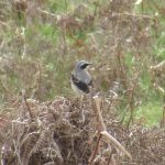 Wheatear, Richmond Park (J Reeves).