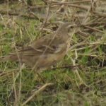 Water Pipit, Beddington Farmlands (I Jones).