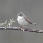 Whitethroat, Beddington Farmlands (D Warren).